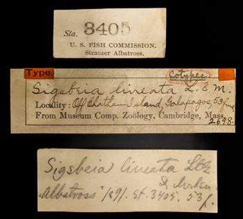 Media type: image;   Invertebrate Zoology OPH-2698 Description: Labels for this specimen included in the specimen tray.;  Aspect: labels